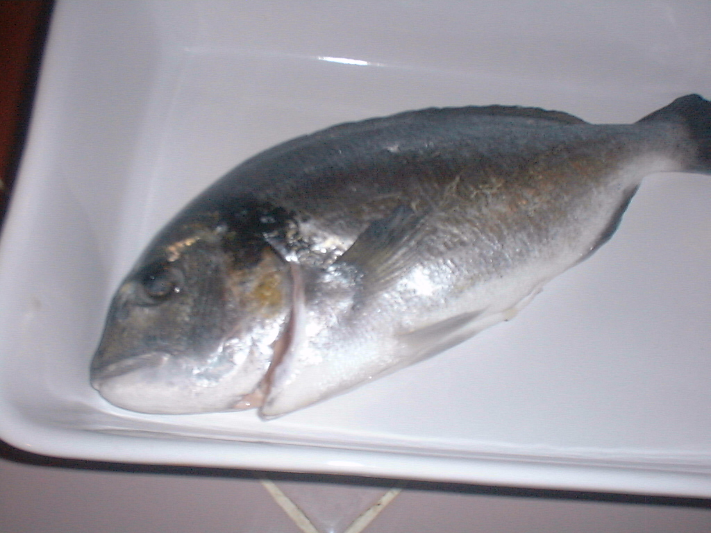 sea bream